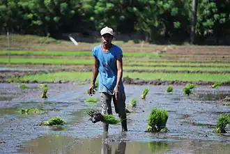 Reisfelder in Oemelo (Lifau)