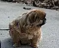 Pekingese