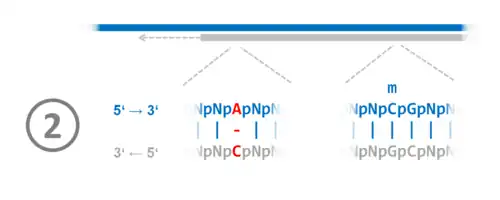 Schritt 2 (6), Abbildungsserie zu halbmethylierten CpG-Stellen, Replikation und Reparatur
