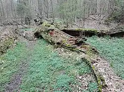 Astreste der Amalieneiche