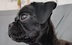 Kopf eines erwachsenen Retromopses. Die längere Schnauze und die tieferen Augen sind ersichtlich.