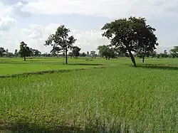 Reisfelder nahe Maha Sarakham