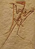 Langschwanzflugsaurier Rhamphorhynchus longicaudus