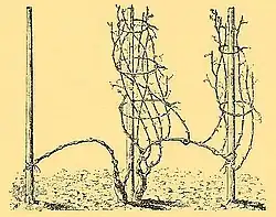 Rheingauer Erziehung[13]