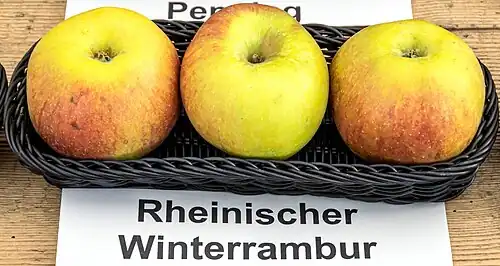 Winterrambur