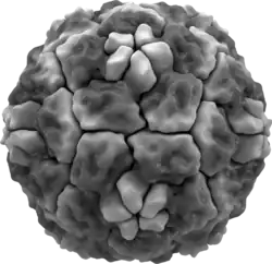 Virion des Rhinovirus