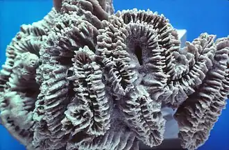 Rhipidogyra percrassa, Sl. Galajda