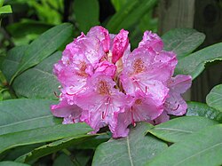 Küstenrhododendron