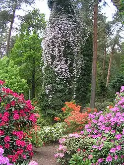 Rhododendronpark Gristede