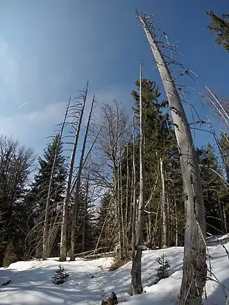 Rißer Hochkopf, Gipfelbereich