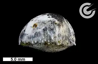 Flugorientiertes Individual ("Bullet", Seitenansicht mit Roll-Over Lip und Schmelztropfen, Probe F159)