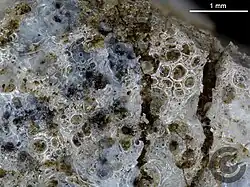 Detailansicht des hellen Individuals mit der schaumigen Schmelzkruste (Probe F82)