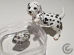 Ribbeck Meteorit mit atypischer Färbung ("Dalmatiner-Stein") sowie einem Dalmatiner-Modellspielzeug zur Illustration