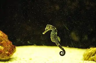 Hippocampus reidi, Langschnäuziges Seepferdchen