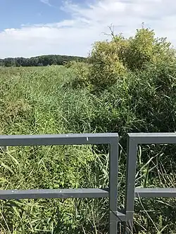 Riedgraben voller Ried an der „Neuen Leicher Straße“