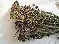 Oregano
