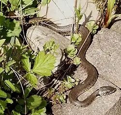 Ringelnatter (Natrix natrix)