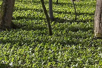 Bärlauchteppich nahe der Quelle