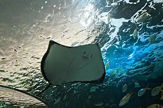 Unterseite eines Stechrochens