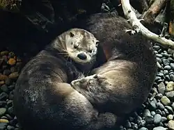 Nordamerikanische Fischotter