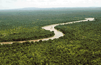 Foto des Gambia-Flusses durch den Wald