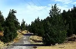 Wacholderwald von Ziarat