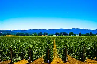 Eine Rebanlage im Alexander Valley