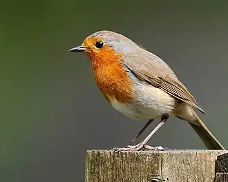Rotkehlchen 2025