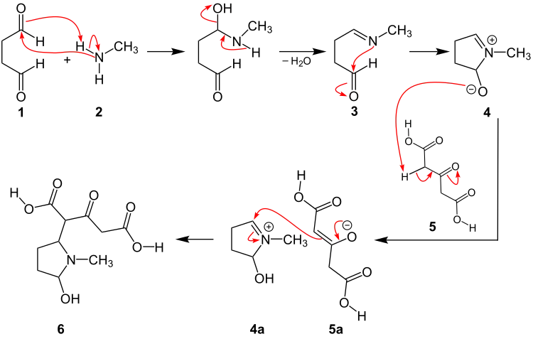 1. Teil des Reaktionsmechanismus der Robinson-Schöpf-Reaktion