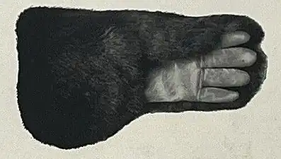 Fingerhandschuh in der Optik eines Fäustlings (USA, 1922)