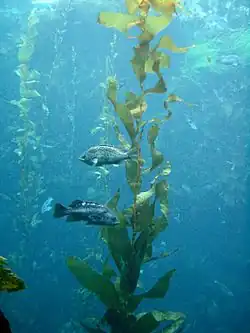 Stachelköpfe schwimmen um den Seetang­wald herum.