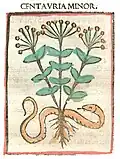 ... Centauria minor. ... Druck Rom 1481
