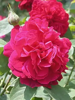 ‘L. D. Braithwaite’, Austin, 1988