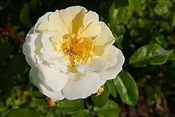 ‘Aurora’, Pemberton, 1923