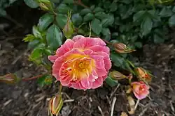 ‘Bienenweide Fruity’, Tantau, 2019