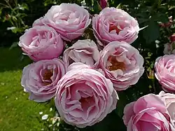 ‘Billet Doux’, Delbard, 2010