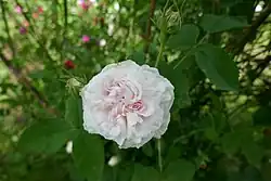 'Blanchefleur', 1835