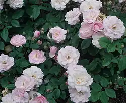 ‘Blush Noisette’, Noisette, 1814