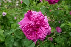 ‘Brennus’, Jean Laffay, 1830