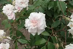 ‘Cécile Brunner’, Franz P. Hosp, 1894