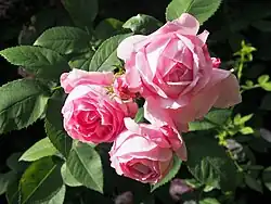 'Coupe d’Hébé', 1840