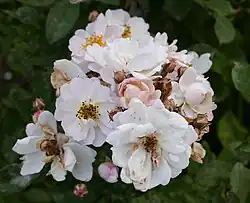 ‘Daphne’, Pemberton, 1913