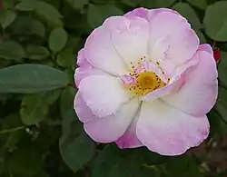 ‘Erfurt’, Kordes, 1939