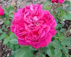 'Eugène de Beauharnais', 1831/1837