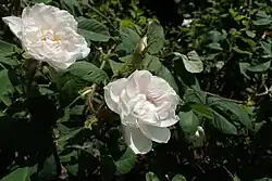 'Félicité Parmentier'