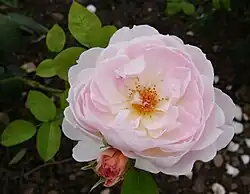 ‘Gentle Hermione’, Austin, 2005