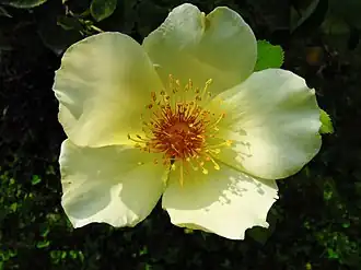 ‘Golden Wings’, Shepherd, 1956