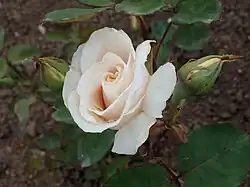 'Grange Colombe', 1911