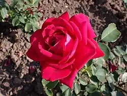 'Karl Herbst', 1950, Wilhelm J.H. Kordes II