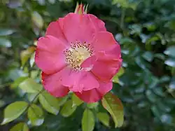 ‘Michel Bras’, Delbard, 2002